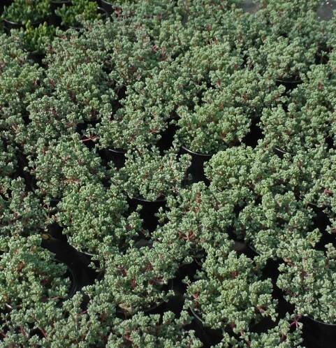 Succulents and Xeriphytes