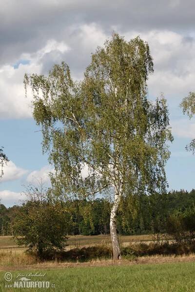 Bříza bělokorá | Naturfoto.cz