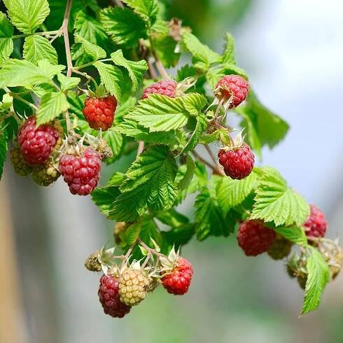 How to prune raspberry bushes