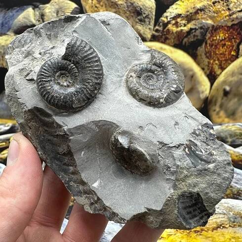 Grammoceras thoaurense ammonite shell fossil - Whitby, North Yorkshire