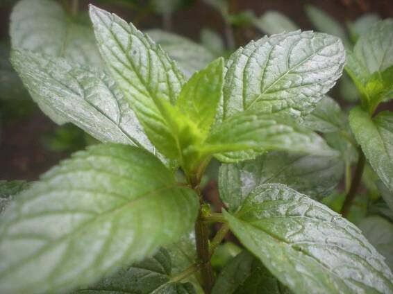 PEPPERMINT FRAGRANCE OIL