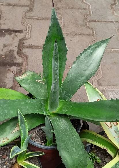 AGÁVE OBECNÁ (Agave americana) - Areál Žireč 