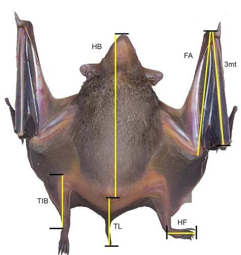 Figure 3b. Important external measurements of Taphozous longimanus  Figure 3a. Schematic diagram of a bat showing important external measurements 
