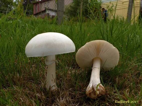 Bedla zardělá - Leucoagaricus leucothites - Kudluv fotoatlas hubKudluv fotoatlas hub