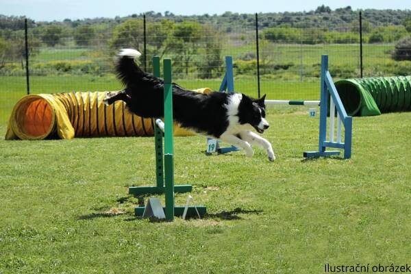 agility