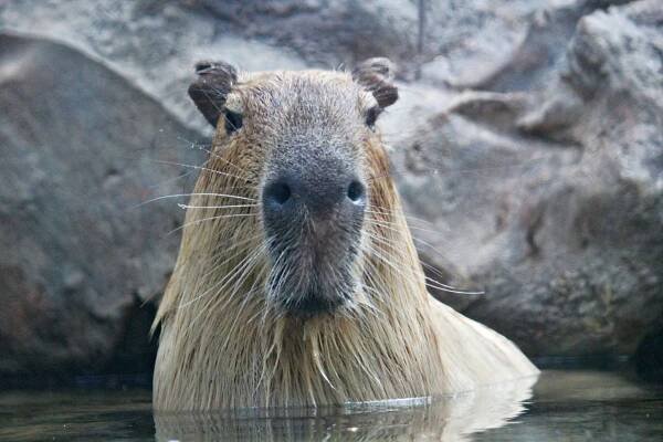 V pražské zoo se po deseti letech objeví kapybary. Mezi návštěvníky po nich prý byla poptávka | Radio Wave