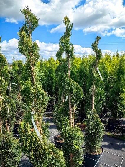 Thuja Occidentalis - THUJE SMARAGD Zerav západní - Stříhaná spirálka
