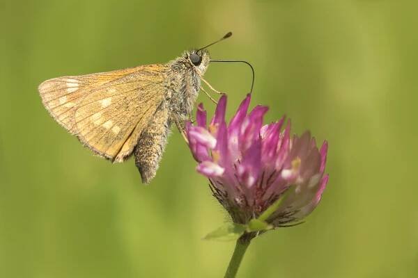 Large Skipper 3rd July.png