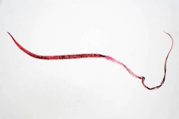 whipworm (trichuris trichiura) je parazitický helminthický hlístice (škrkavka) pod mikroskopem pro vzdělávání - roupi - stock snímky, obrázky a fotky