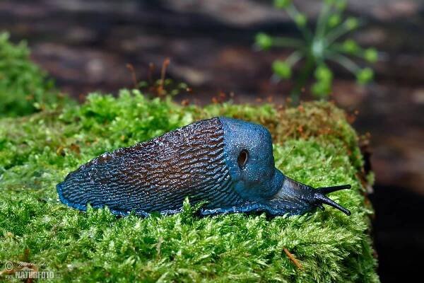 Modranka karpatská | Naturfoto.cz