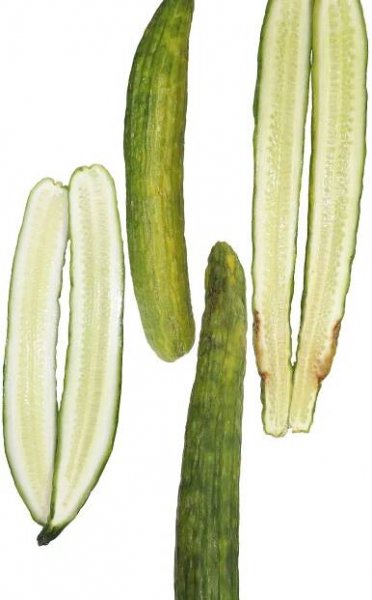 Afondo – edible and organic coating for fruits, vegetables and flowers — AgroSustain