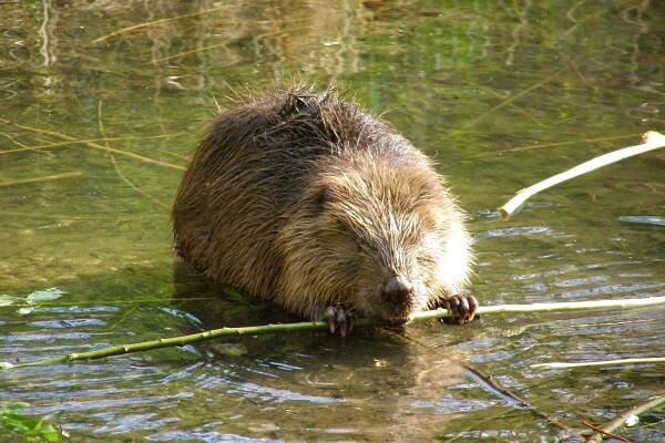 Soubor:Biber (Castor fiber) in der Lobau in Wien - panoramio.jpg – Wikipedie