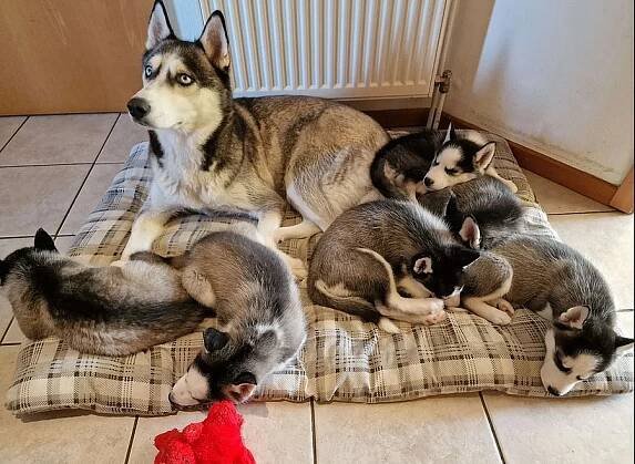 Sibiřský husky – 3 fenky a 3 pejsci s PP k odběru - České Budějovice 1 (část) (České Budějovice), Prodám | ChovZvířat.cz