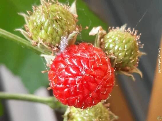 Maliník Raspberry Tower PBR (kontejner p21) za 999.00CZK - Allegro