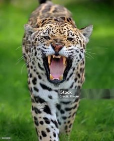 útok jaguárů - Bez autorských poplatků Jaguár americký Stock fotka
