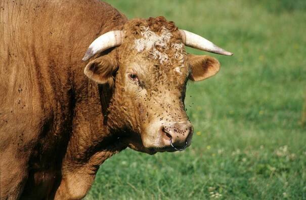 Základová fotografie na téma bos taurus, chov zvířat, denní světlo, detail, domácí zvíře, druhy skotu, farma, hnědá kráva