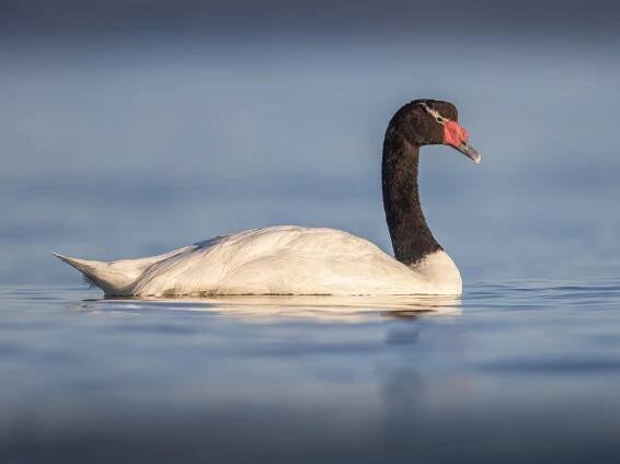  - Black-necked Swan
