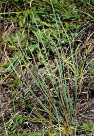 Chvojník dvouklasý (Ephedra distachya), rostlina