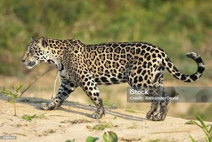 Jaguar, Panthera všichni - Bez autorských poplatků Jaguár americký Stock fotka