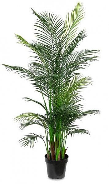 Palm Tree