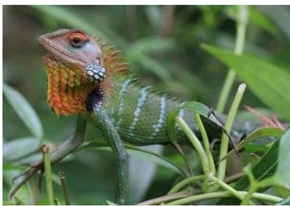 (PDF) A Kri-Mol (Vietic) Bestiary: Prolegomena to the Study of Ethnozoology in the Northern Annamites