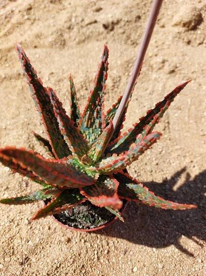 Aloe Vitro