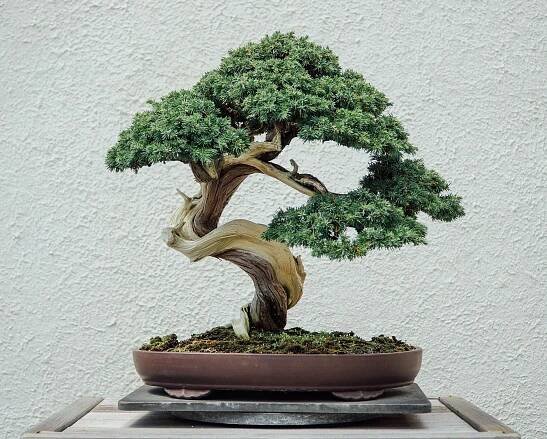 Here's How to Grow a Bonsai Tree Successfully