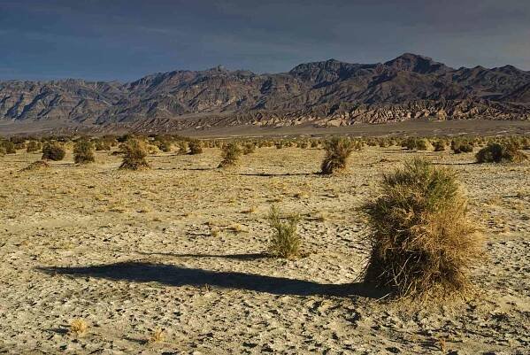 Arrowweed bushes at Devils Cornfield at Mesquite Flat with Amargosa Range in distance.