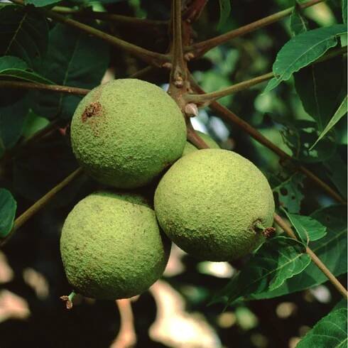 Ořešák černý - Juglans nigra - prodej semen - 2 ks