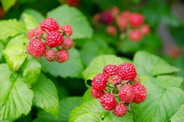 Raspberry plant