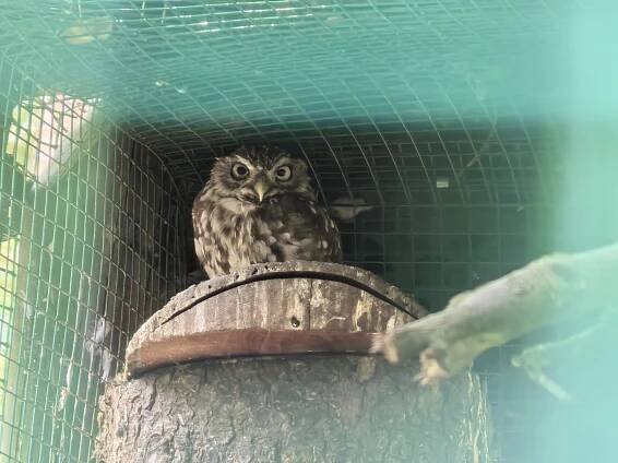 Zoo Děčín zachycena na vlajkový Huawei Pura 70 Pro – Infoek.cz
