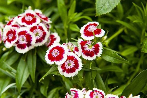 Dianthus cottage garden