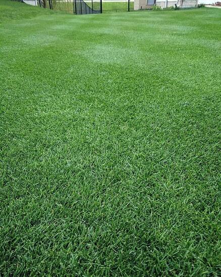A green perennial ryegrass lawn with a fence in the background.