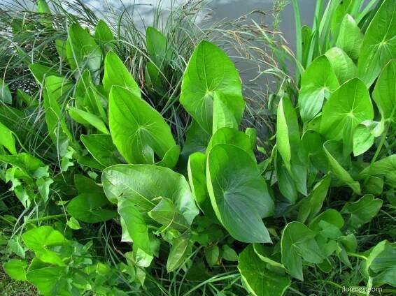 Atlas: sagittaria latifolia 1