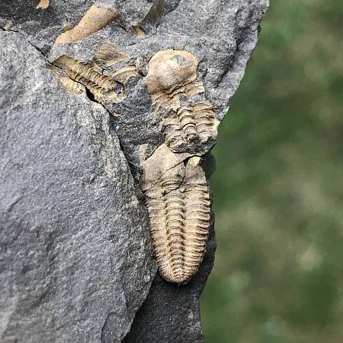 Litavkaspis rejkovicensis