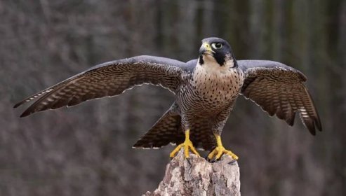 Falcon bird: popis, zajímavá fakta, druhy, které jedí, kolik životů, velikostí, barvy, druhy kořisti ptáků (90 fotografií)