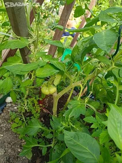 Rajčata sazenice 15Kč/ks Třešňová, Cherry, Oválná - Plzeň - Bazar