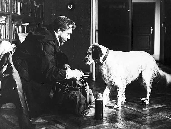 Who let the dogs out: 7 of the most famous canine creatures in Russian culture