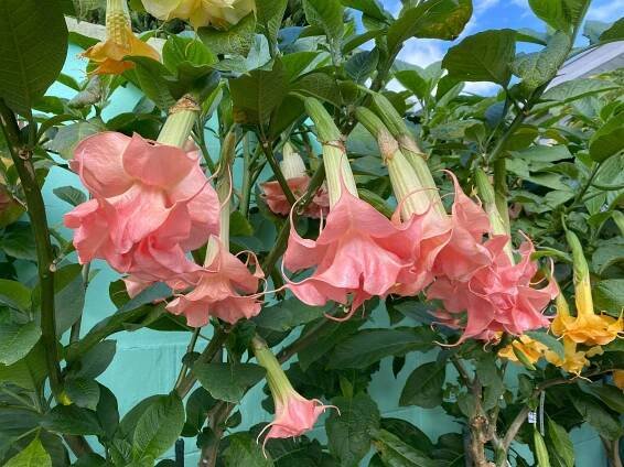 Jeseň | Brugmansia