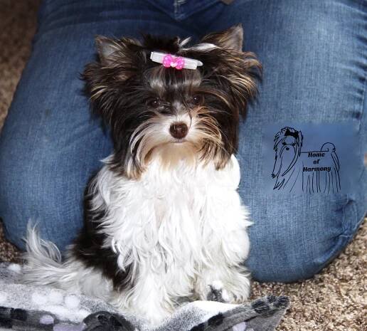 Biro Yorkshire Cookie - Home of Harmony Zucht für Biewer-, Biro-, Golddust-, Yorkshire Terrier
