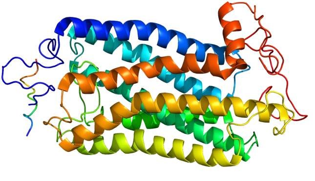 Tachykinin receptor 1 - Wikipedia