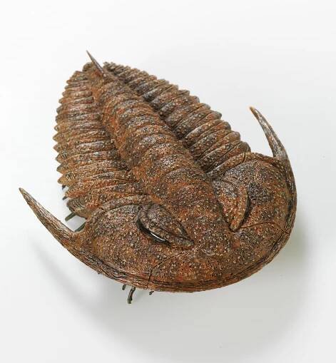 600 Million Years: Victoria Evolves