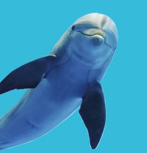Marineland Mallorca Delfines