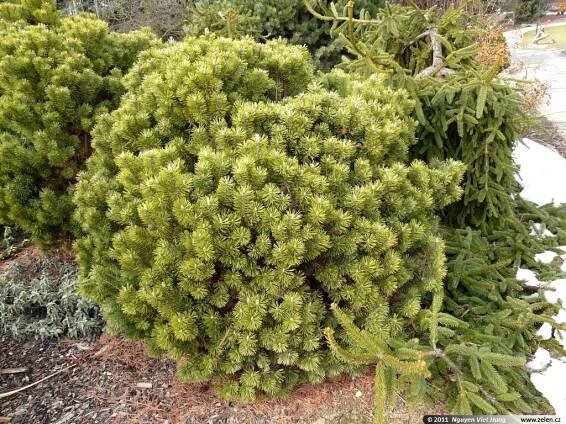 Pinus mugo Mops borovice kleč