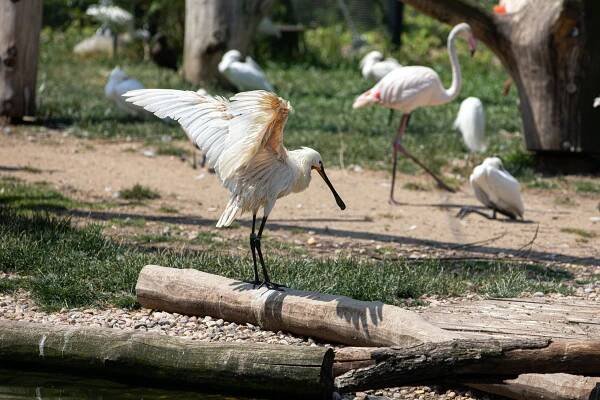 Foto: Zoo Dvůr Králové otevřela nejdražší pavilon. Láká na tučňáky i hyeny