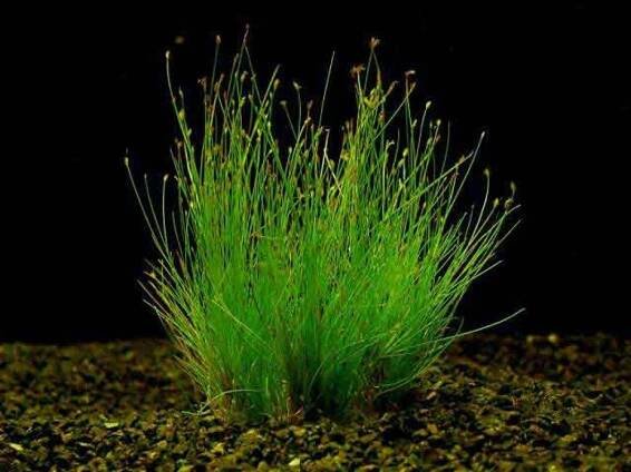 Eleocharis parvulus - Bahnička drobná od 51 Kč - Heureka.cz