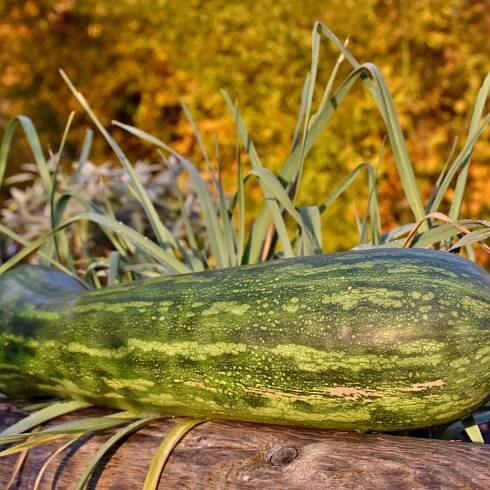 Tykev Lunga di Napoli – Cucurbita moschata – osivo tykve