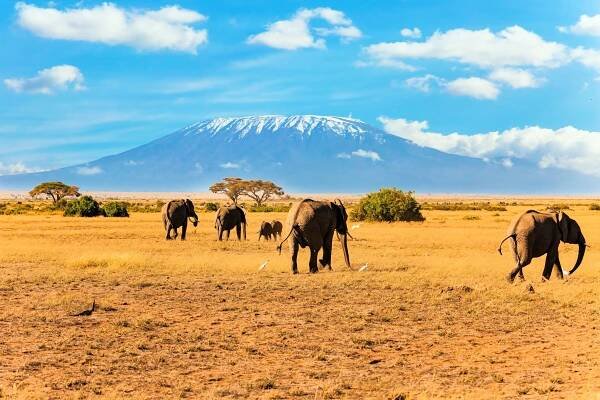 Amboseli National Park is the best place in the world to see free-range elephants, framed by Mount Kilimanjaro.
