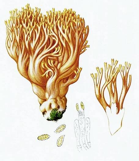 Súbor:Bresadola-Clavaria formosa Pers.png – Wikipédia