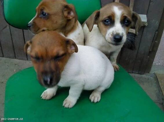 Prodám štěňata Jack Russell Teriéra 